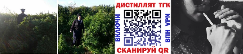 ТГК THC oil  Купить закладки  Обоянь 